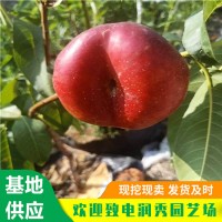 油蟠5号桃树苗