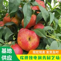 油蟠7-7桃树苗