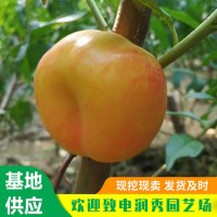 油蟠36-5桃树苗